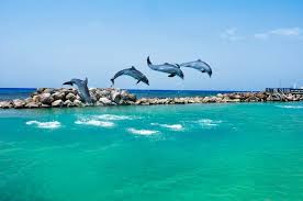 Dolphin Cove
